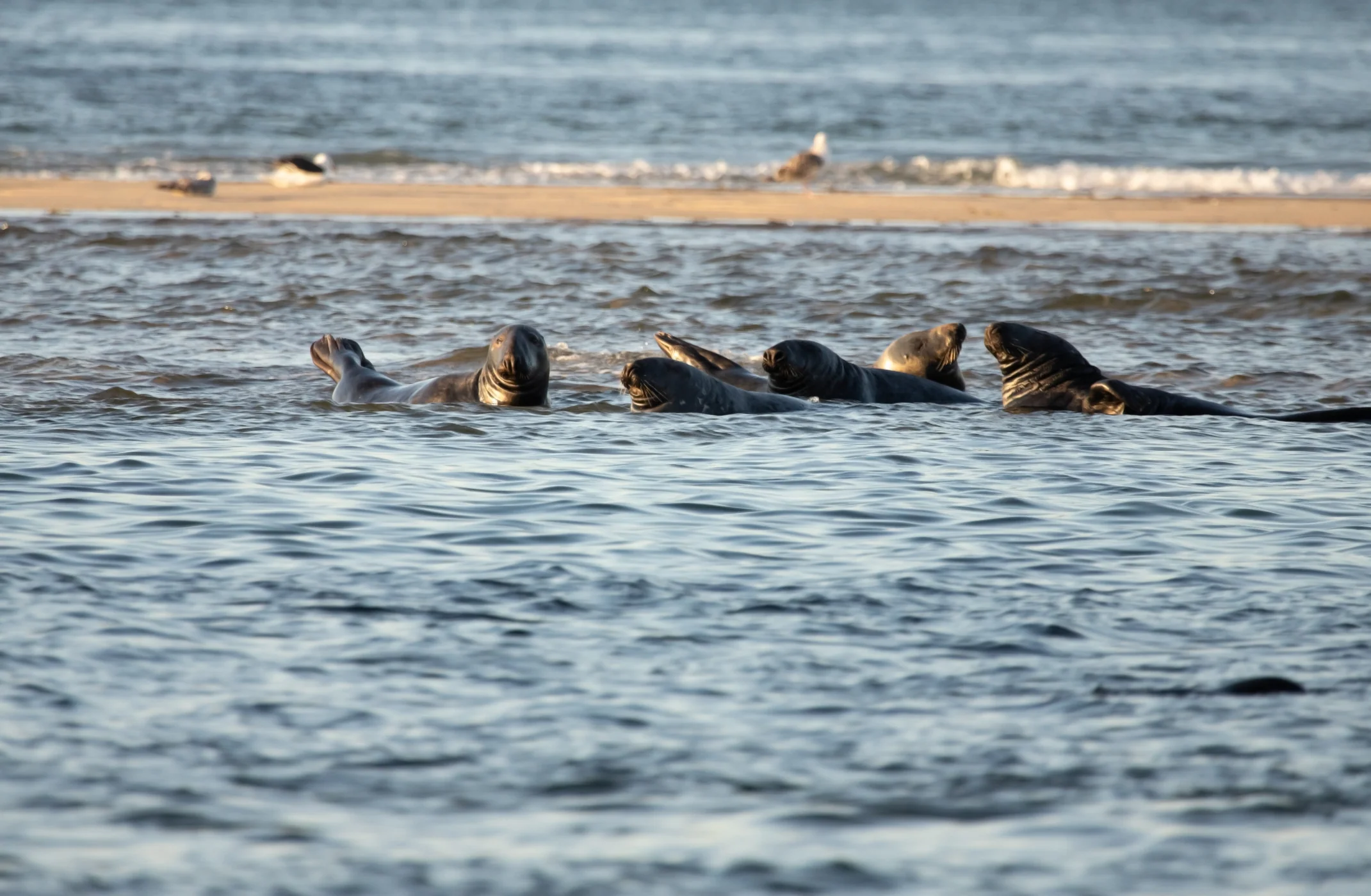 Harbor seals gathered on the shore near Chatham Fish Pier