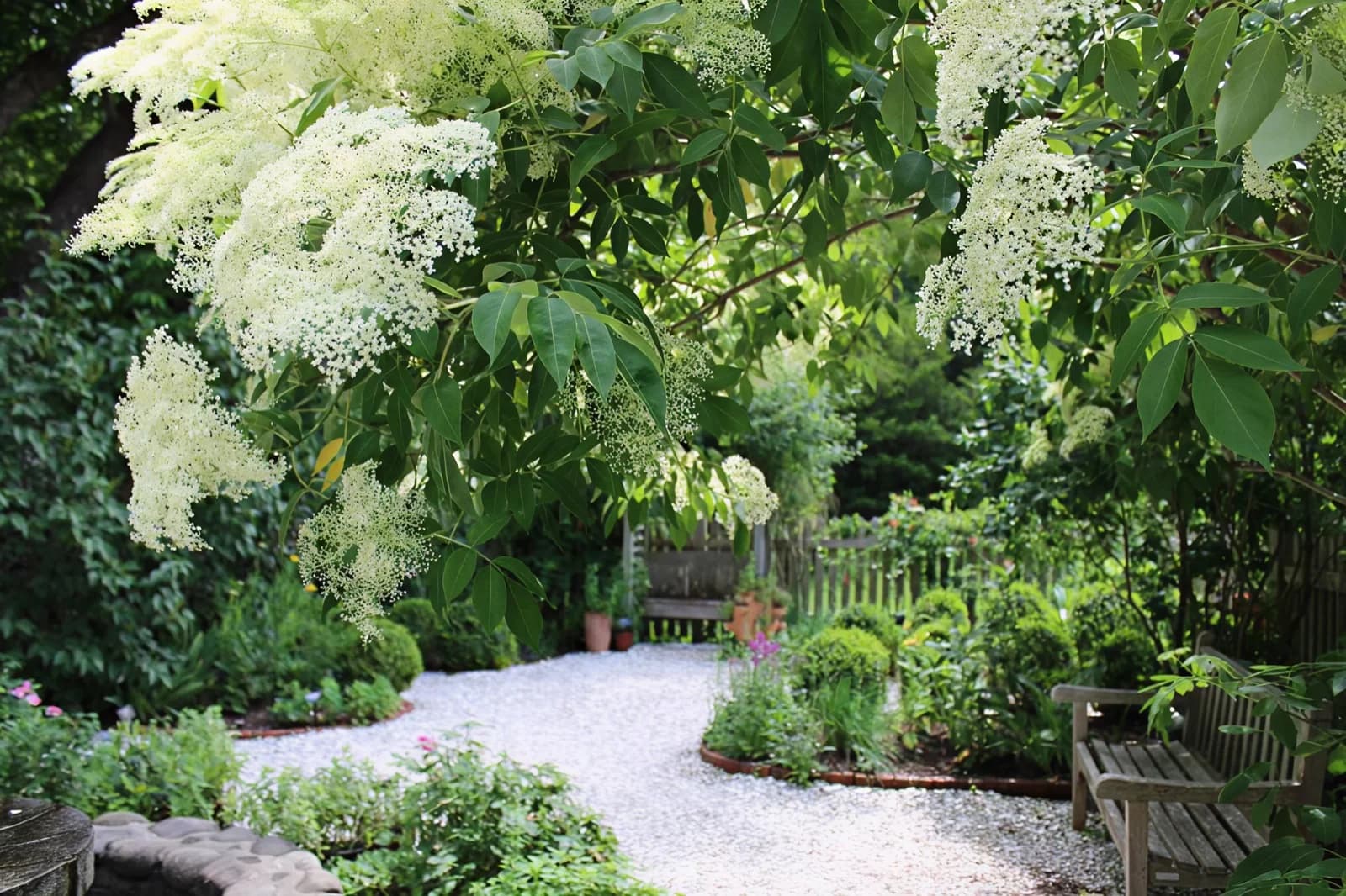 A blooming garden path framed by tall trees